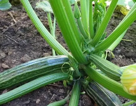 Oidio zucchine