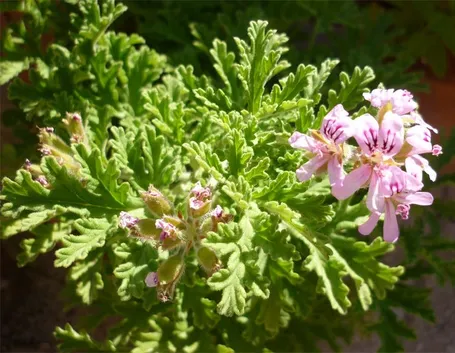 pianta di citronella