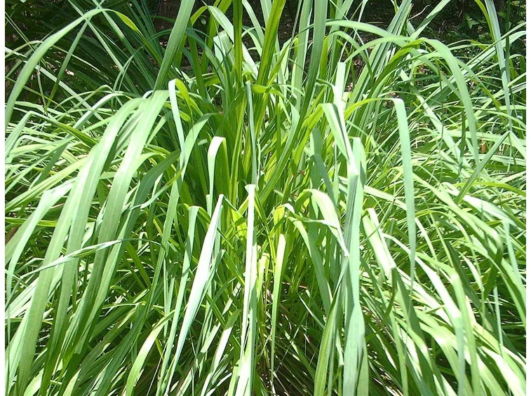 Pianta di Citronella