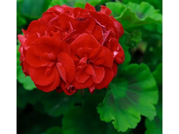 Fiore di Geranio