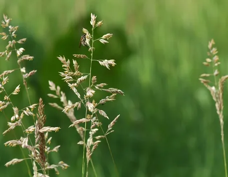 Steli poa pratensis