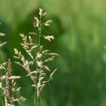 Steli poa pratensis