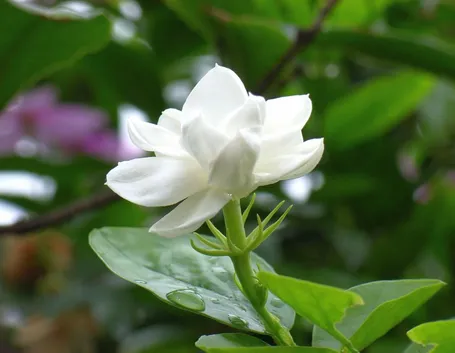 Gelsomino fiore