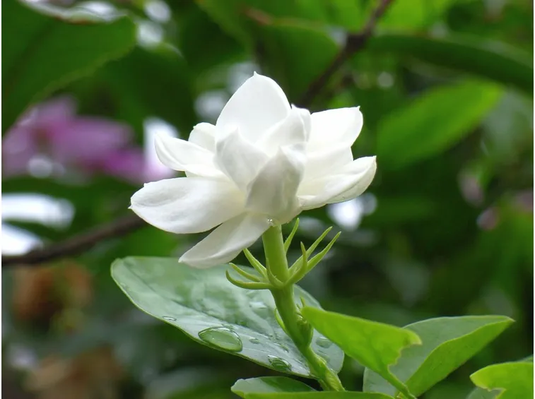 Gelsomino fiore