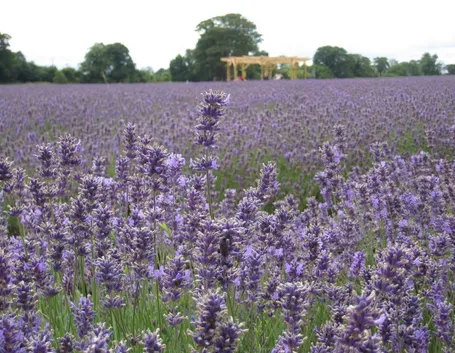 Fiore lavanda