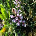 Veccia fiore