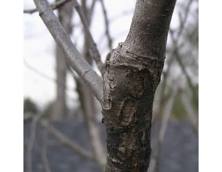 Innesto albero da frutto