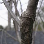 Innesto albero da frutto