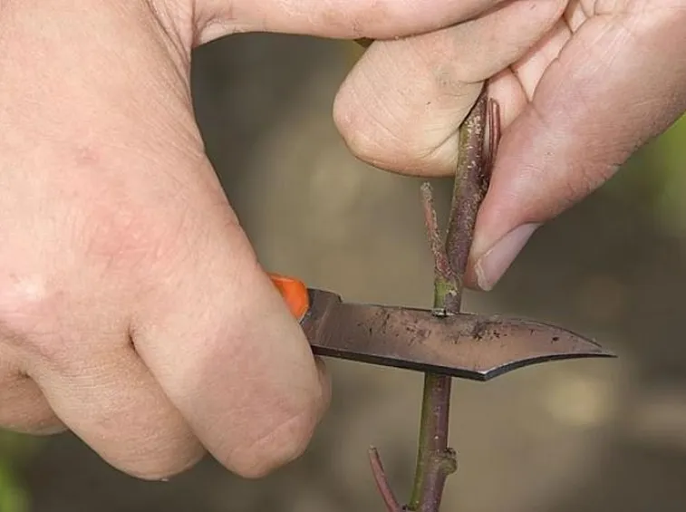 come innestare una pianta da frutto