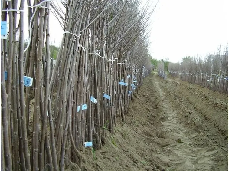 innesti di diverse piante