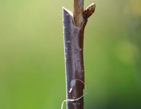 ciliegio innestato