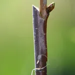 ciliegio innestato