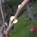 tecnica innesto