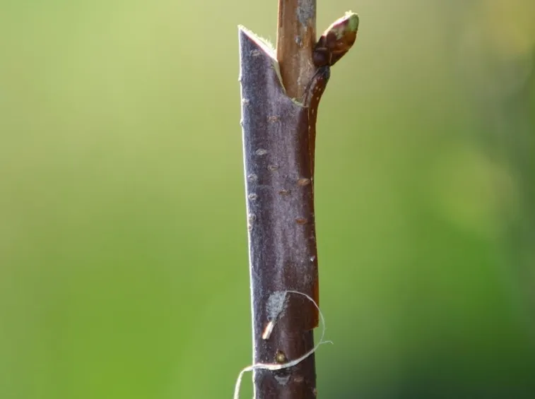innesto ciliegio