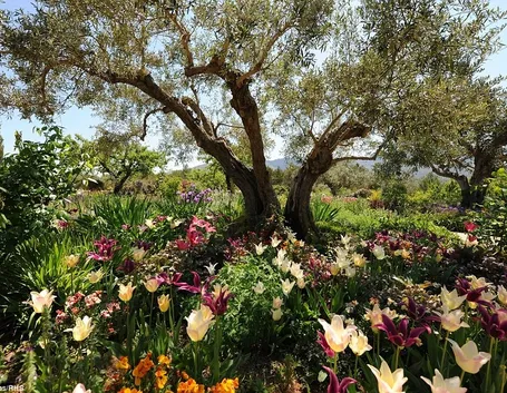 pianta di ulivo in giardino