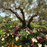 pianta di ulivo in giardino