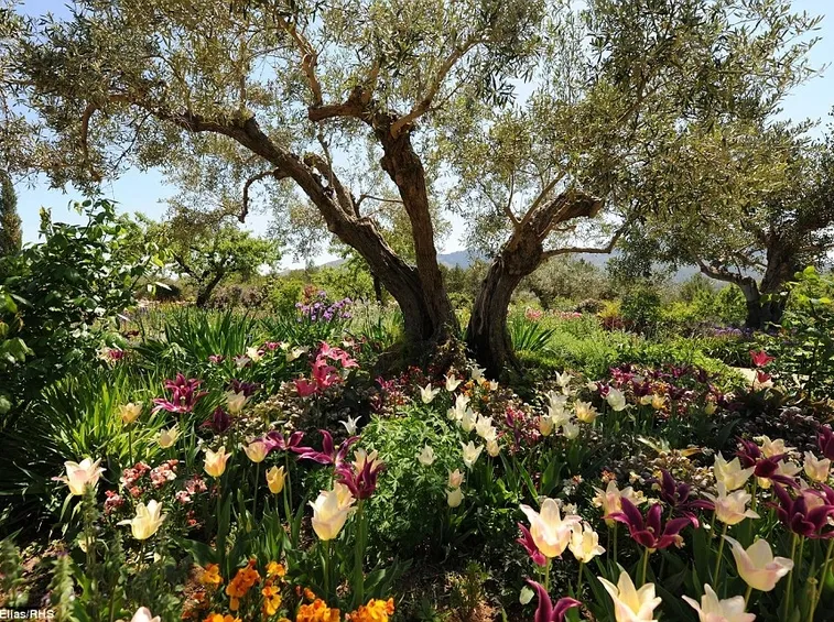 pianta di ulivo in giardino