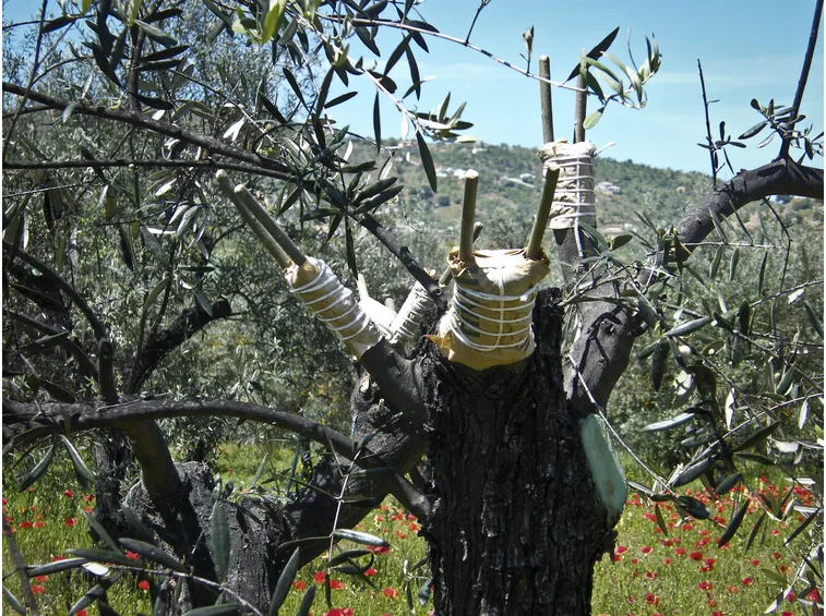 esempio di innesto ulivo