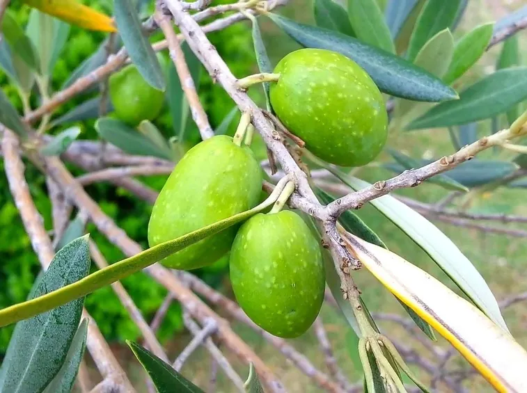 ulivo