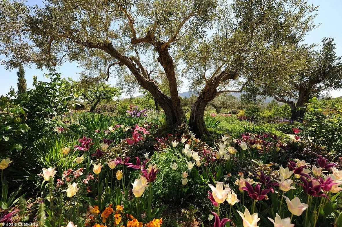 pianta di ulivo in giardino