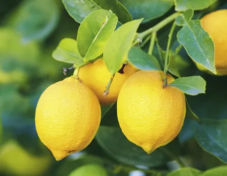 Limone innesto
