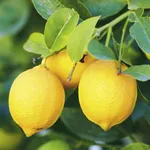 Limone innesto