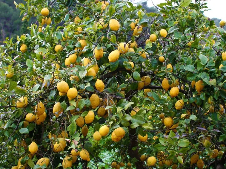 Albero limoni
