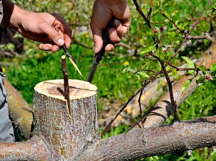 Innesto pianta