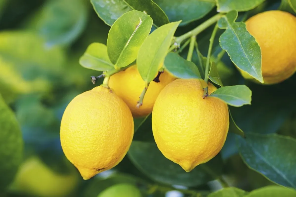 Limone innesto