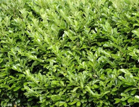 Cespuglio di alloro  fonte foto ( http://barrysgardencentre.ie )