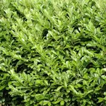 Cespuglio di alloro  fonte foto ( http://barrysgardencentre.ie )