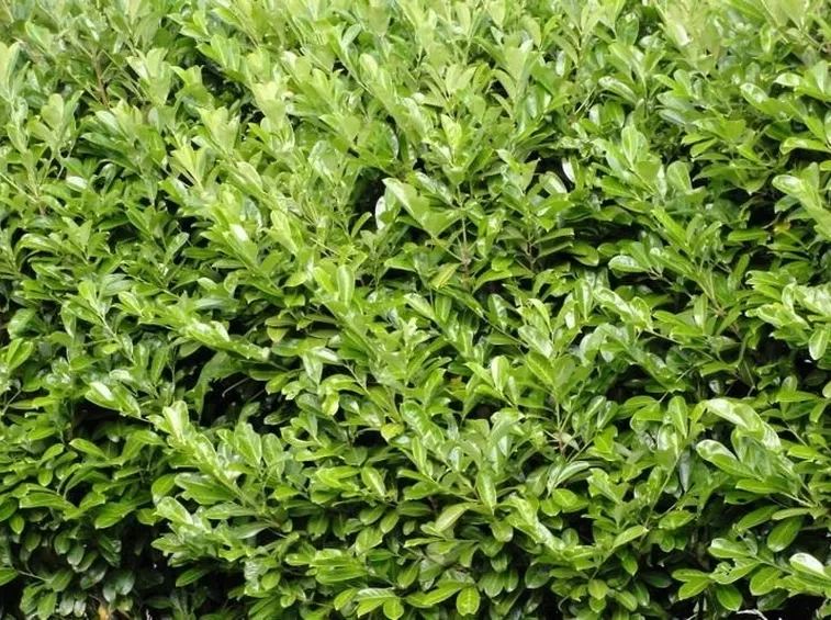 Cespuglio di alloro  fonte foto ( http://barrysgardencentre.ie )