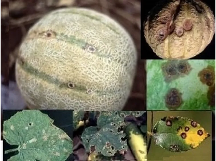 antracnosi su melone