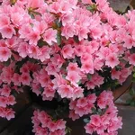 Azalea infiorescenze