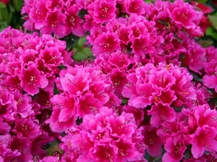 Dettaglio pianta azalea