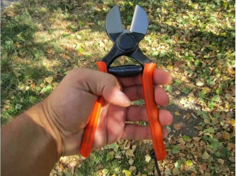 Esempio di forbici da potatura