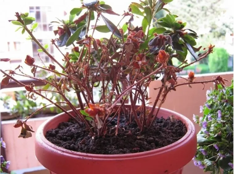 Esemplare di azalea da potare
