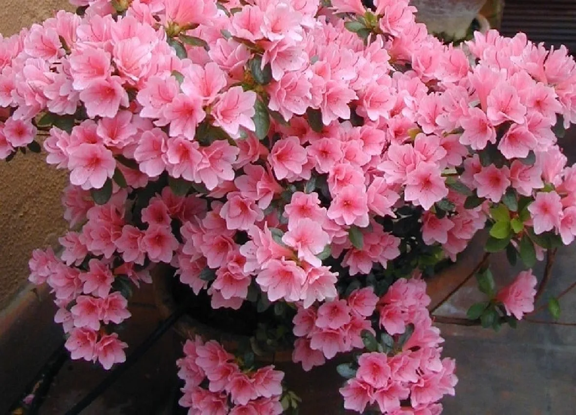 Azalea infiorescenze