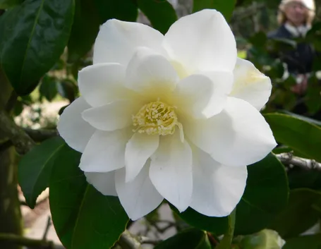 Fiore di camelia