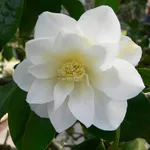 Fiore di camelia