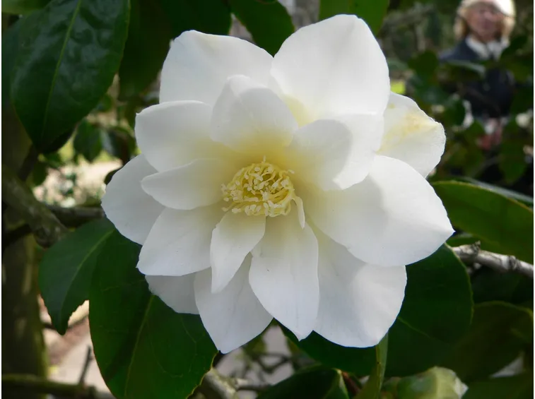 Fiore di camelia