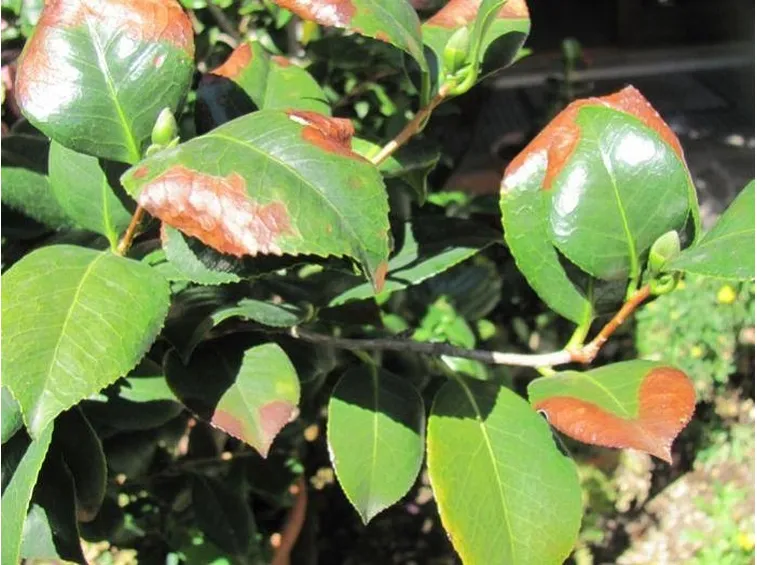 Malattia fogliame camelia