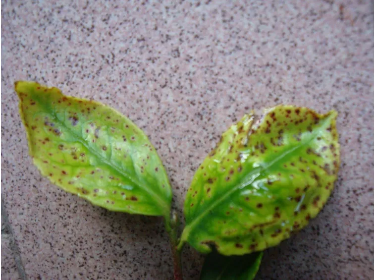 Malattie della camelia