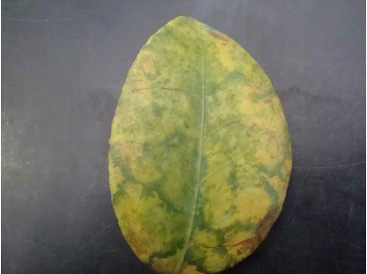 Malattie della camelia