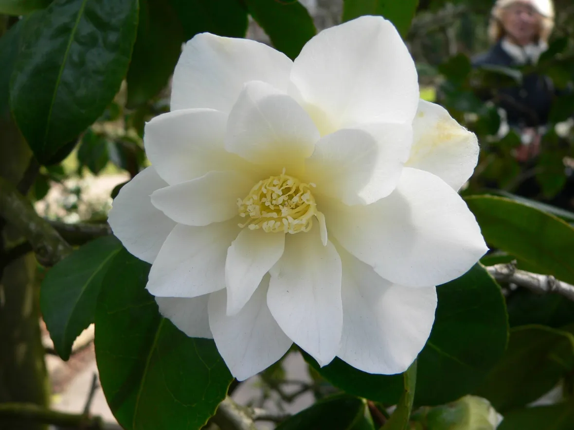 Fiore di camelia
