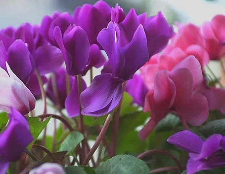 fiori di ciclamini