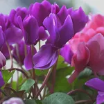 fiori di ciclamini