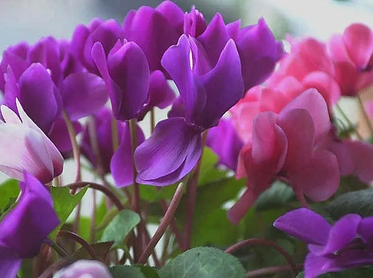 fiori di ciclamini