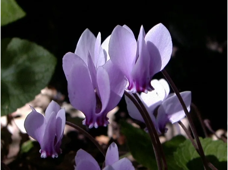 ciclamino napoletano