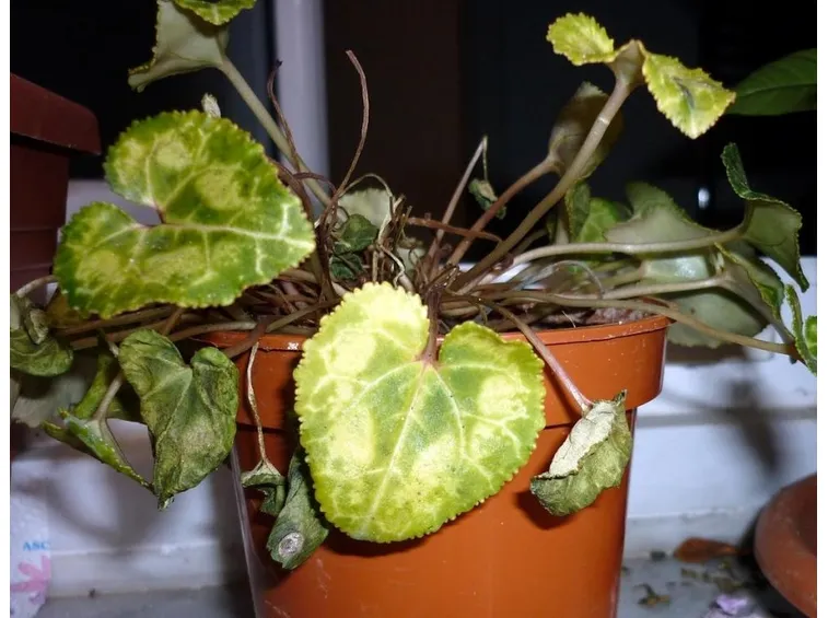 ciclamino malato